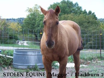 STOLEN EQUINE "Maggie" / Blackburn 10, Near Galena, MO, 65656